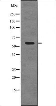Smad3 (Phospho-Ser423) antibody