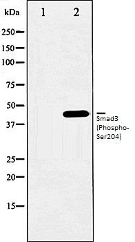 Smad3 (Phospho-Ser204) antibody