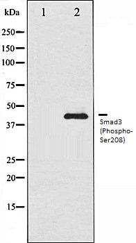 Smad3 (Phospho-Ser208) antibody