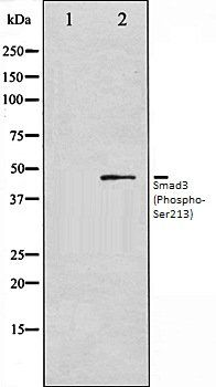 Smad3 (Phospho-Ser213) antibody