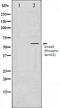 Smad3 (Phospho-Ser425) antibody