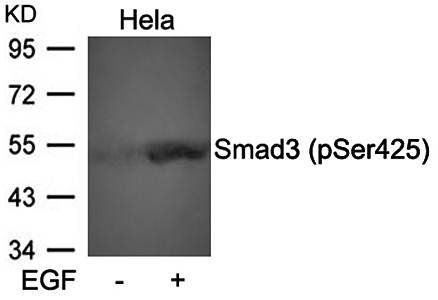 Smad3 (Phospho-Ser425) Antibody