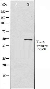 Smad3 (Phospho-Thr179) antibody
