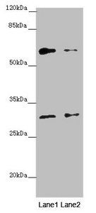 SMAD4 Antibody