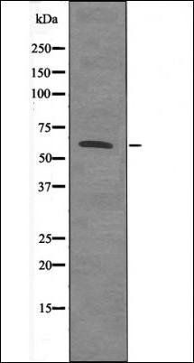 Smad4 (Phospho-Thr276) antibody