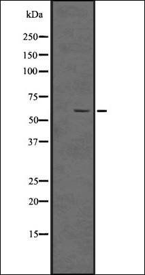 Smad5 (Phospho-S463/465) antibody