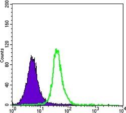 SMAD5 Antibody