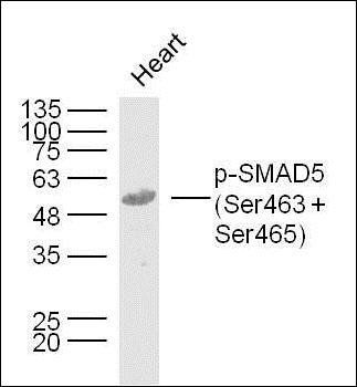 SMAD5 (phospho-Ser463+Ser465) antibody