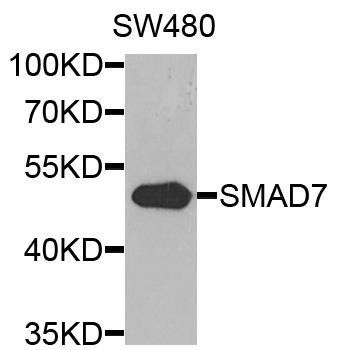Smad7 antibody