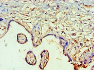 SMAD9 Antibody