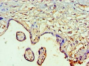 SMAD9 antibody