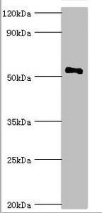 SMAD9 Antibody