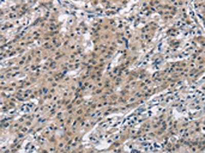 SMAD9 antibody