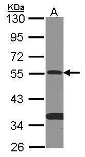 SMAD9 Rabbit Polyclonal Antibody