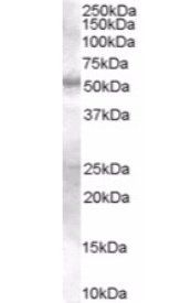 Goat anti-SMAD9 Antibody