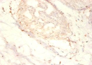 SNRPG Antibody