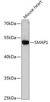 SMAP1 antibody