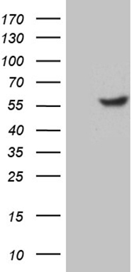 SMAP2 antibody