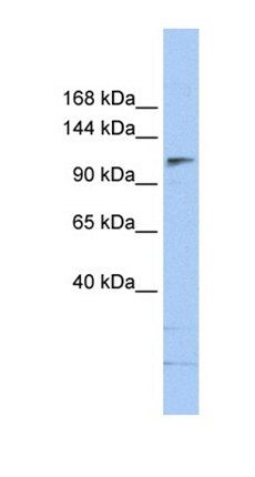 SMARCA5 antibody