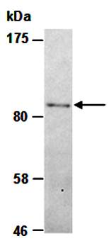 SMARCAL1 antibody