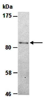SMARCAL1 (C) Antibody, Rabbit Polyclonal