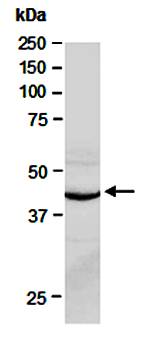 SMARCB1 (N) Antibody, Rabbit Polyclonal
