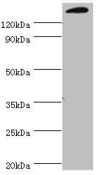 SMARCC2 antibody