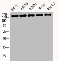 SMARCC2 antibody