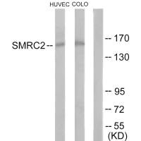 SMARCC2 Antibody