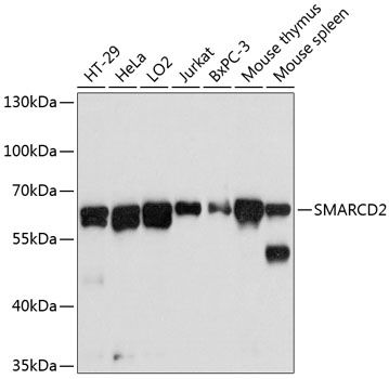SMARCD2 antibody