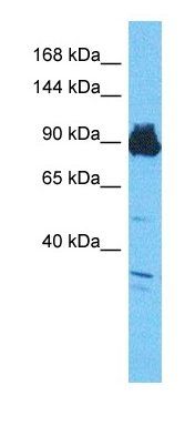 SMBT1 antibody