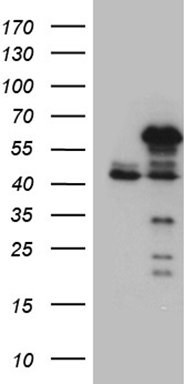 SMC1 Antibody