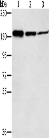 SMC2 antibody