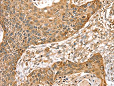 SMC4 Antibody