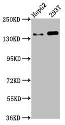 SMC5 antibody