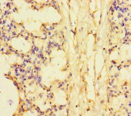 SMCO1 Antibody