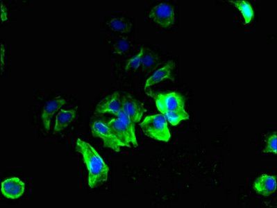 SMCO3 Antibody