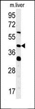 SMCR7L antibody