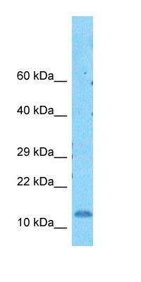 SMD3 antibody