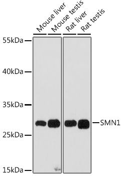 SMN1 antibody