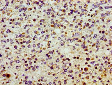 SMOX Antibody