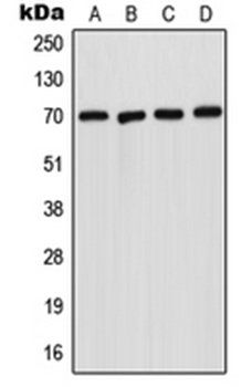 SMPD1 antibody