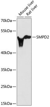 SMPD2 antibody