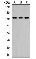SMPD3 antibody