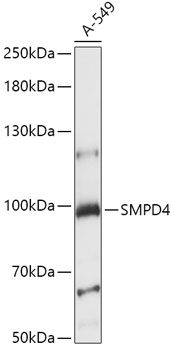 SMPD4 antibody