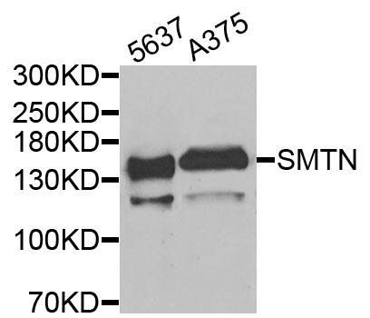 SMTN antibody