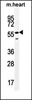 SMTNL2 antibody
