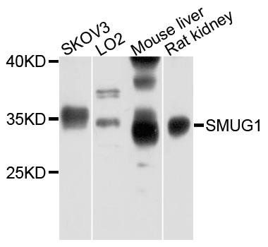 SMUG1 antibody