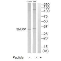 SMUG1 antibody