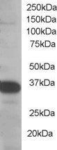 Goat anti-SMUG1 Antibody
